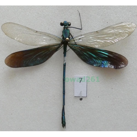 Neurobasis chinensis florida (Walker, 1853) Indonesia, Java7